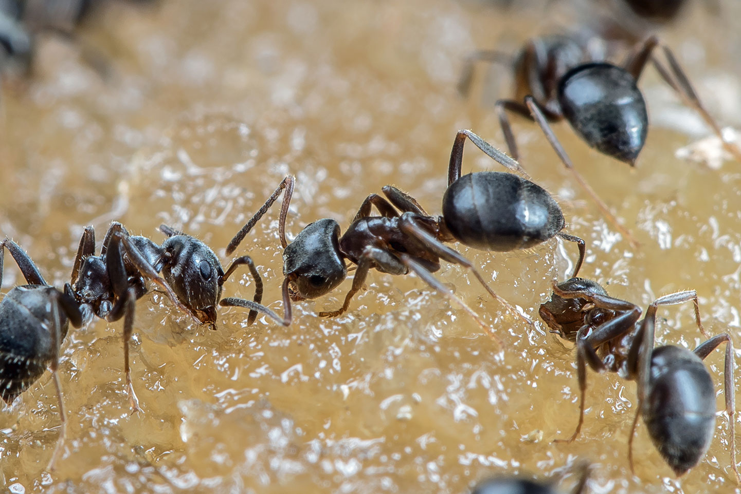 Dealing with Ants by Identifying Common Attractants