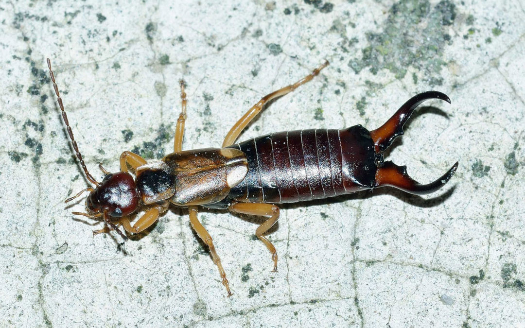 Earwigs