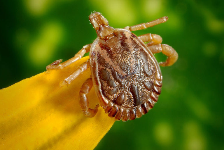 Pest Control in San Antonio, TX | Stride Pest Control