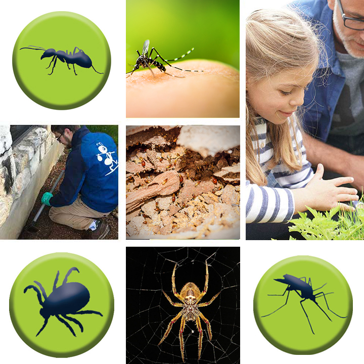 San Antonio Pest Control Services | 5 Star Rated | Stride Pest Control