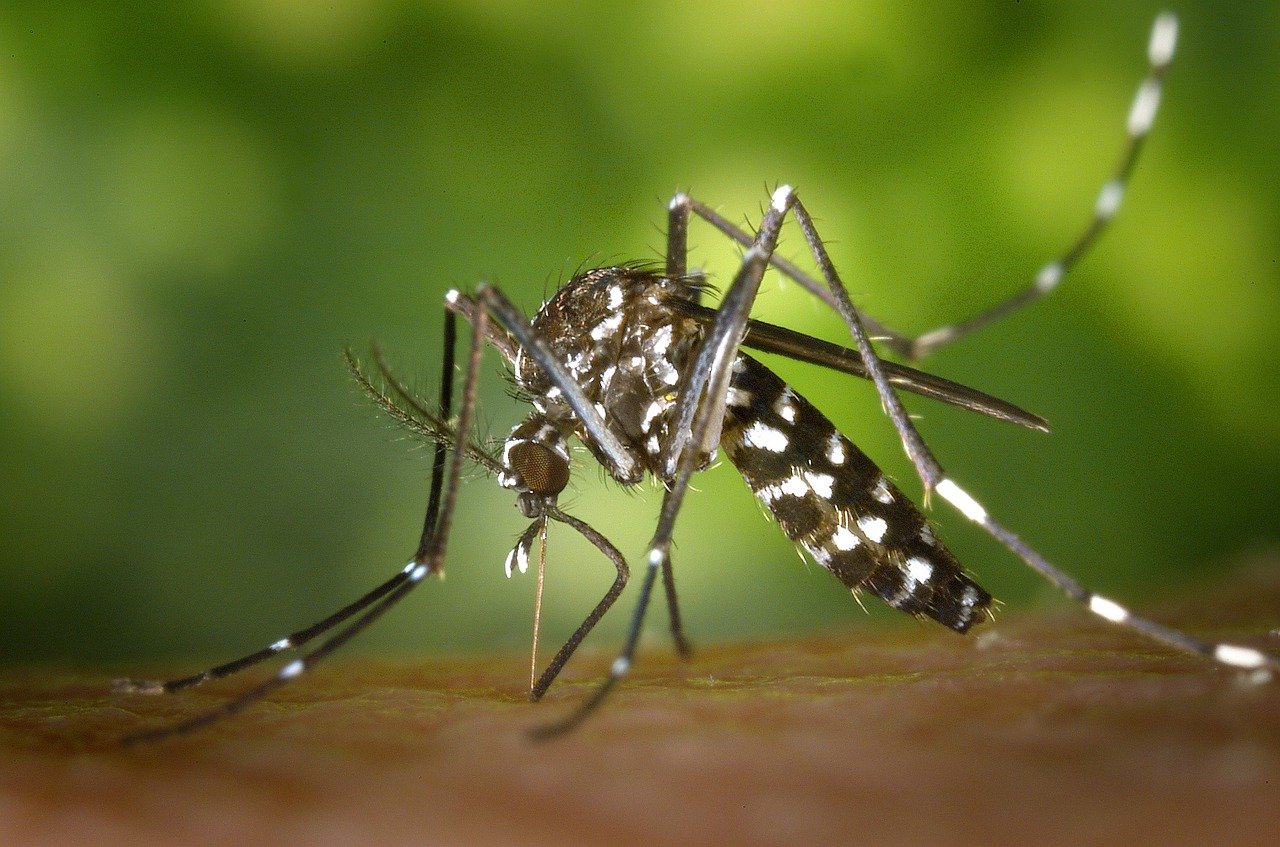 mosquito biting arm